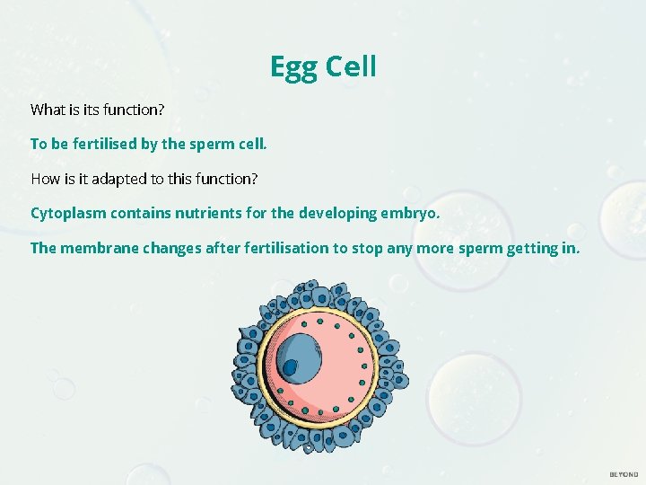 Egg Cell What is its function? To be fertilised by the sperm cell. How Egg Cell What is its function? To be fertilised by the sperm cell. How