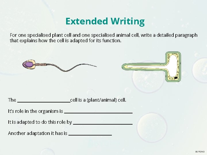 Extended Writing For one specialised plant cell and one specialised animal cell, write a