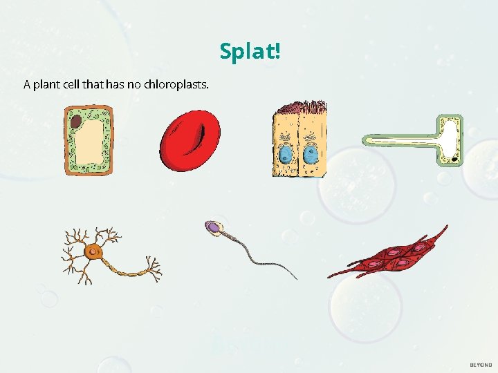 Splat! A plant cell that has no chloroplasts. 