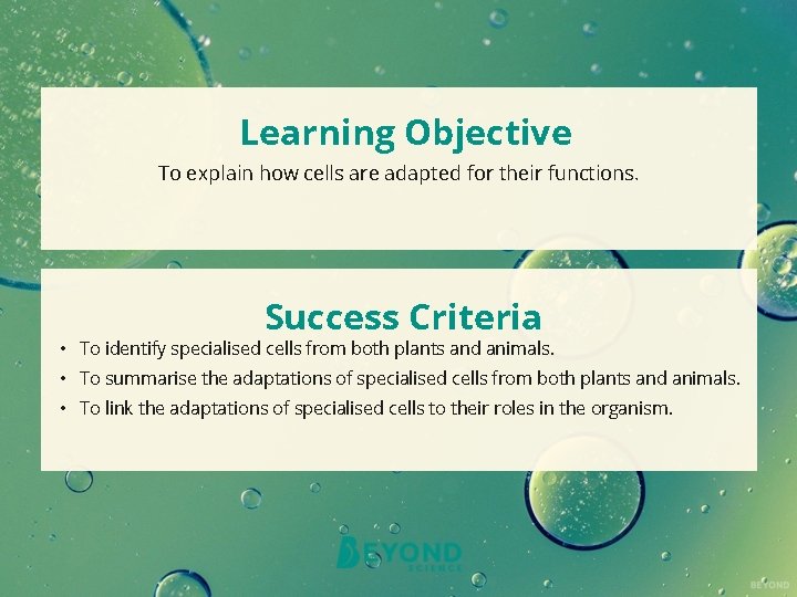 Learning Objective To explain how cells are adapted for their functions. Success Criteria •