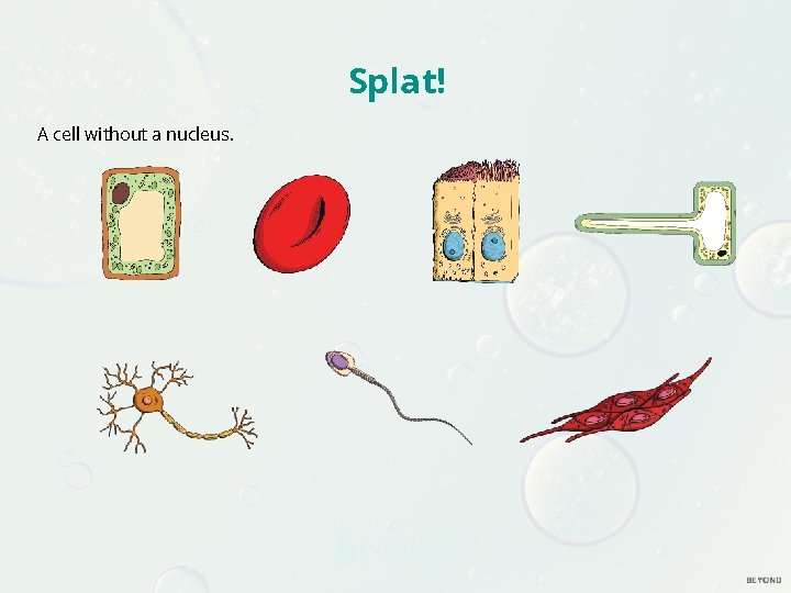 Splat! A cell without a nucleus. 