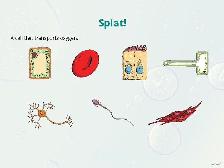 Splat! A cell that transports oxygen.  Splat! A cell that transports oxygen.