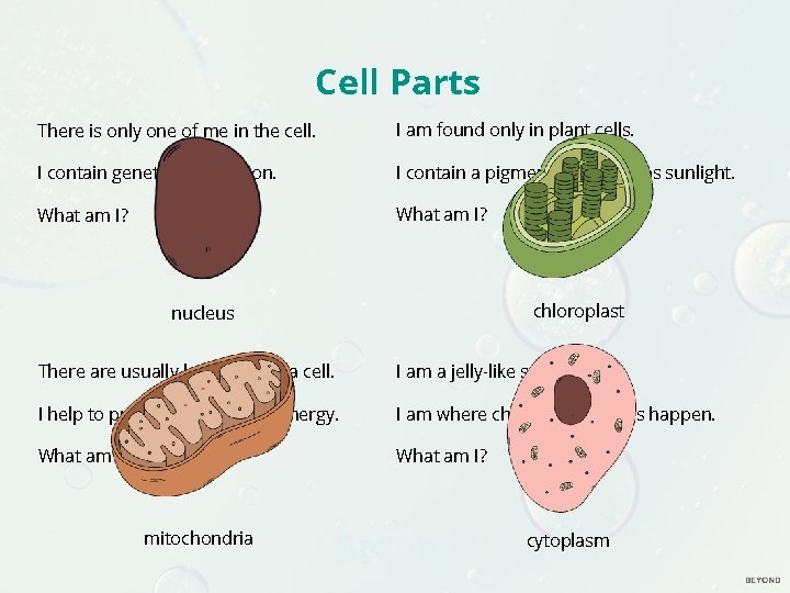 Cell Parts There is only one of me in the cell. I am found Cell Parts There is only one of me in the cell. I am found