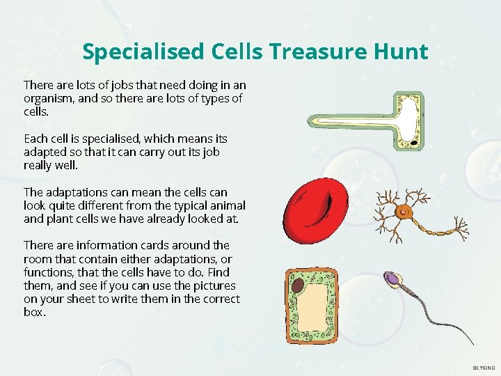 Specialised Cells Treasure Hunt There are lots of jobs that need doing in an