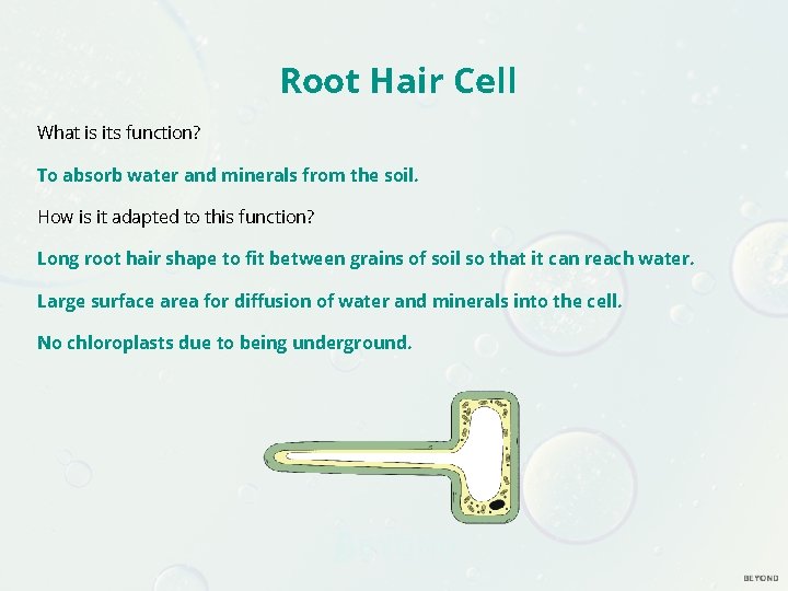 Root Hair Cell What is its function? To absorb water and minerals from the Root Hair Cell What is its function? To absorb water and minerals from the