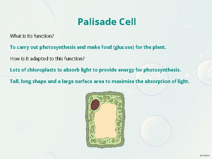 Palisade Cell What is its function? To carry out photosynthesis and make food (glucose) Palisade Cell What is its function? To carry out photosynthesis and make food (glucose)