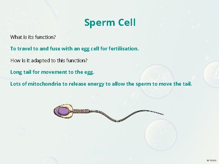 Sperm Cell What is its function? To travel to and fuse with an egg