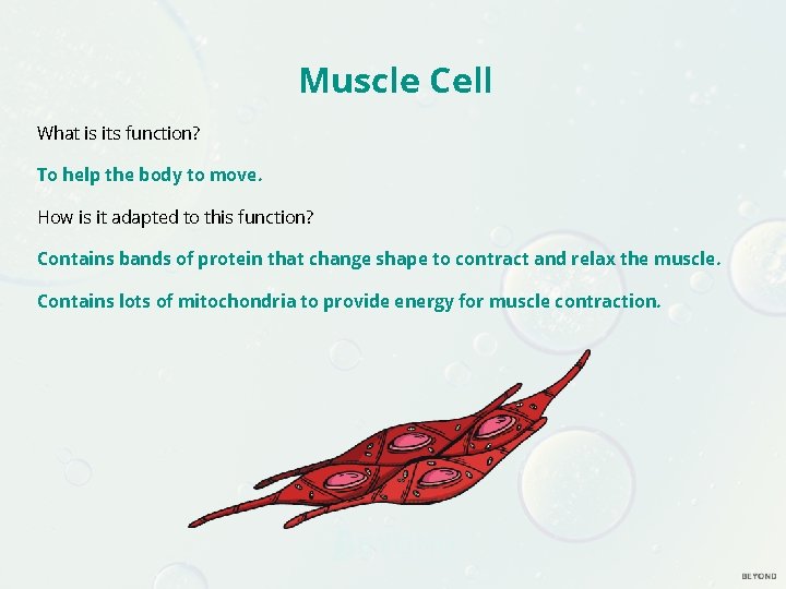Muscle Cell What is its function? To help the body to move. How is