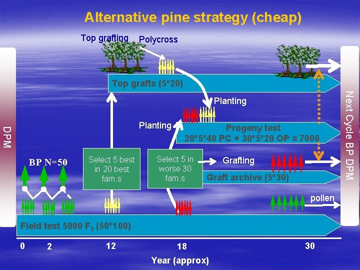 Alternative pine strategy (cheap) Top grafting Polycross Top grafts (5*20) DPM Planting BP N=50