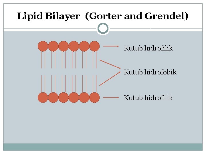 Lipid Bilayer (Gorter and Grendel) Kutub hidrofilik Kutub hidrofobik Kutub hidrofilik 