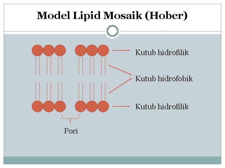 Model Lipid Mosaik (Hober) Kutub hidrofilik Kutub hidrofobik Kutub hidrofilik Pori 