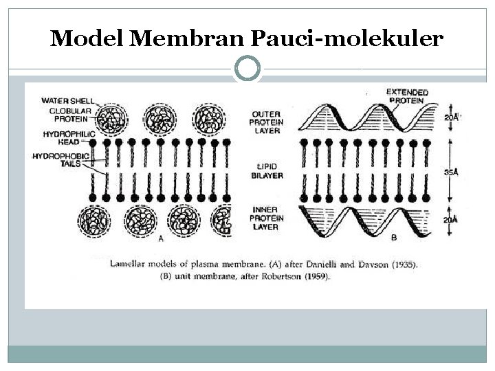 Model Membran Pauci-molekuler 