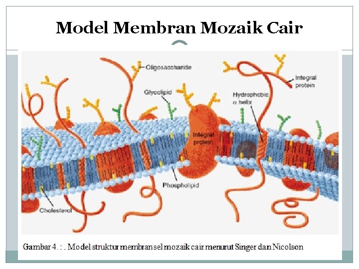 Model Membran Mozaik Cair 