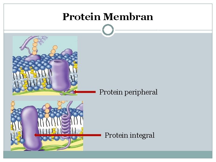 Protein Membran Protein peripheral Protein integral 