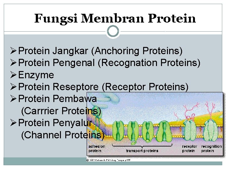 Fungsi Membran Protein ØProtein Jangkar (Anchoring Proteins) ØProtein Pengenal (Recognation Proteins) ØEnzyme ØProtein Reseptore