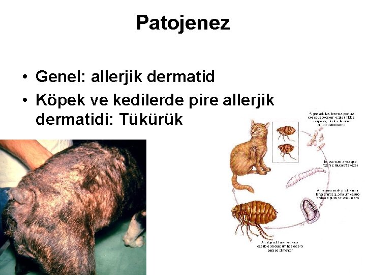 Patojenez • Genel: allerjik dermatid • Köpek ve kedilerde pire allerjik dermatidi: Tükürük 