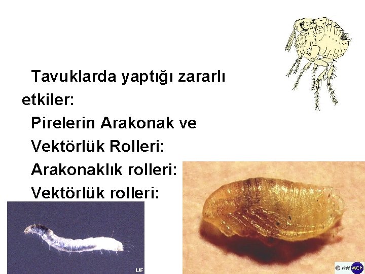 Tavuklarda yaptığı zararlı etkiler: Pirelerin Arakonak ve Vektörlük Rolleri: Arakonaklık rolleri: Vektörlük rolleri: 