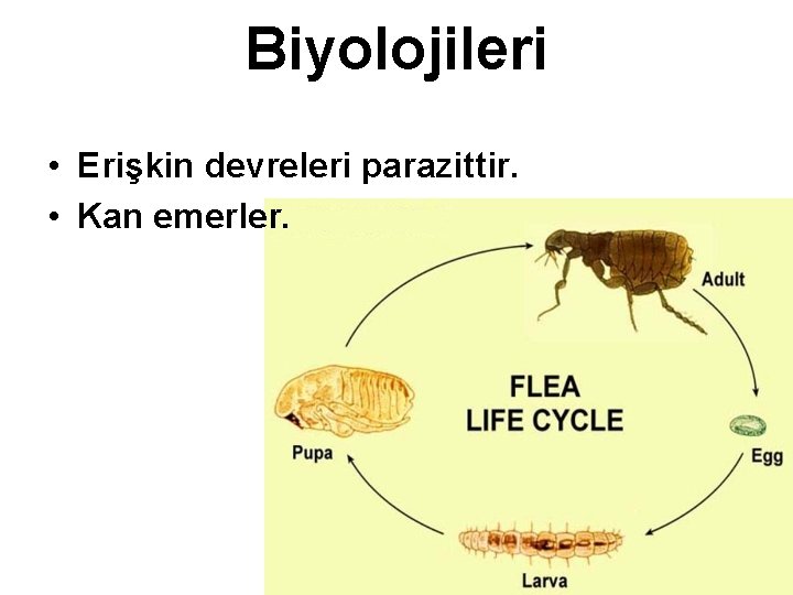 Biyolojileri • Erişkin devreleri parazittir. • Kan emerler. 