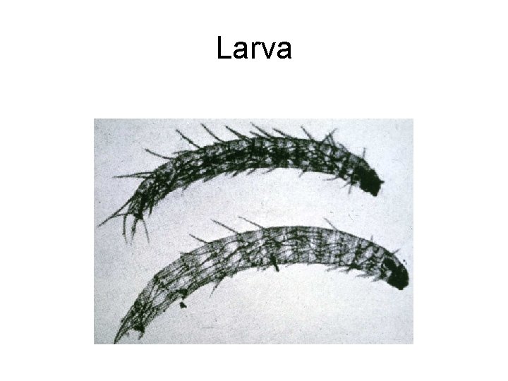 Larva 