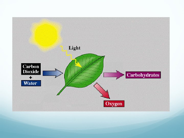 What is the purpose of photosynthesis A Breaking