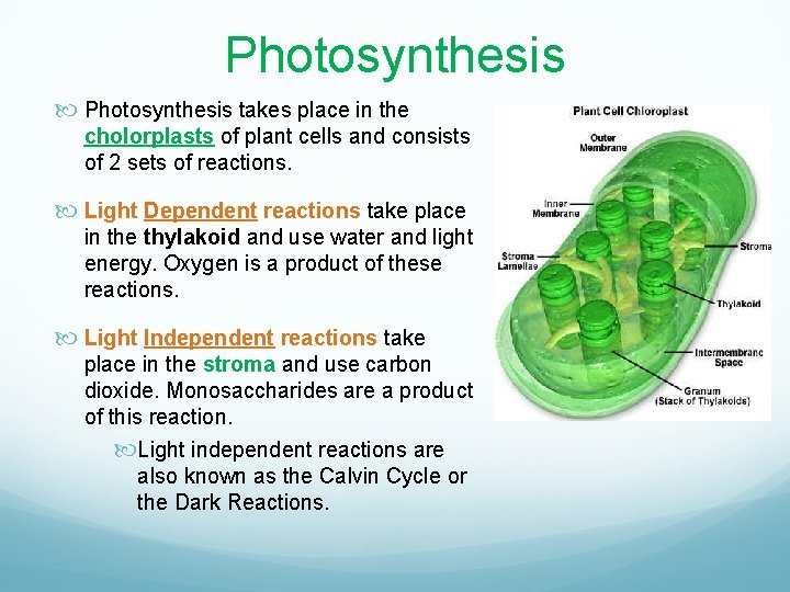 What is the purpose of photosynthesis A Breaking