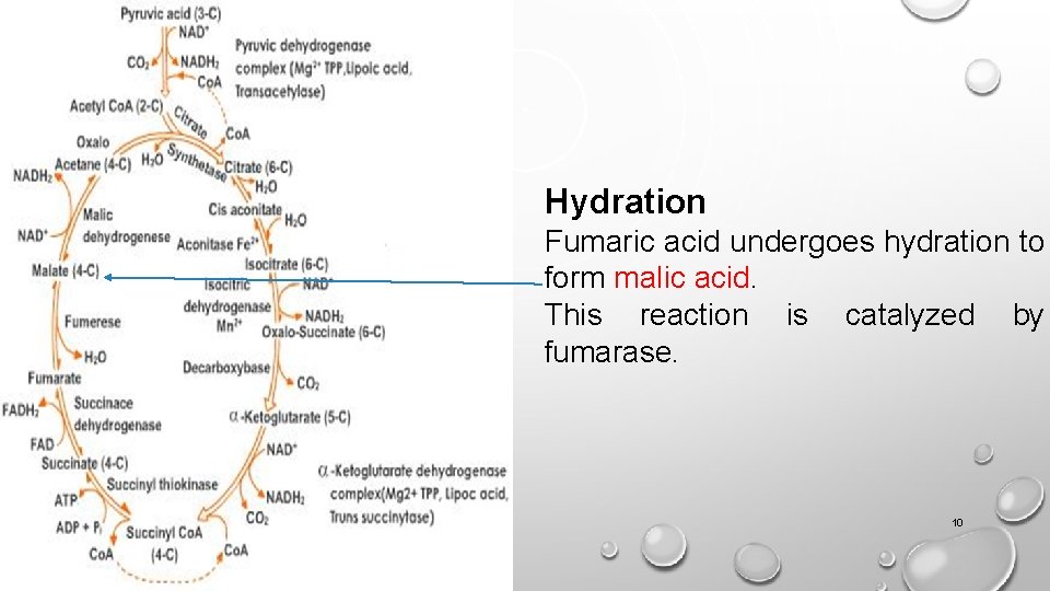 Hydration Fumaric acid undergoes hydration to form malic acid. This reaction is catalyzed by