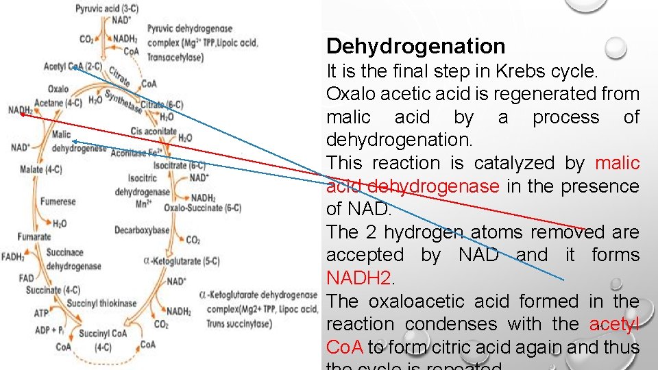 Dehydrogenation It is the final step in Krebs cycle. Oxalo acetic acid is regenerated