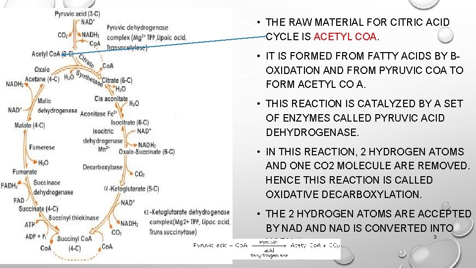  • THE RAW MATERIAL FOR CITRIC ACID CYCLE IS ACETYL COA. • IT