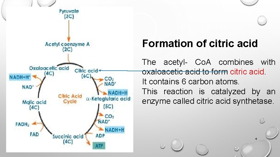 Formation of citric acid The acetyl- Co. A combines with oxaloacetic acid to form