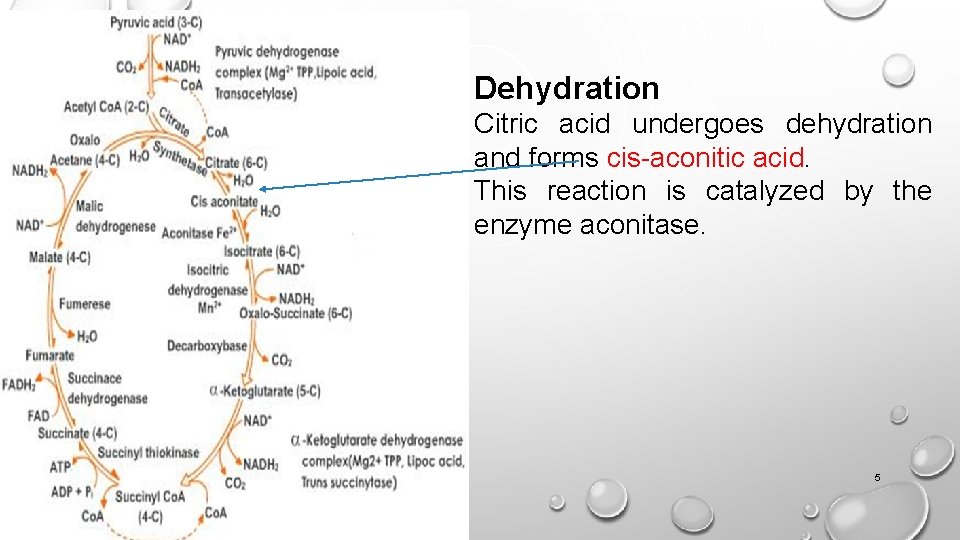 Dehydration Citric acid undergoes dehydration and forms cis-aconitic acid. This reaction is catalyzed by