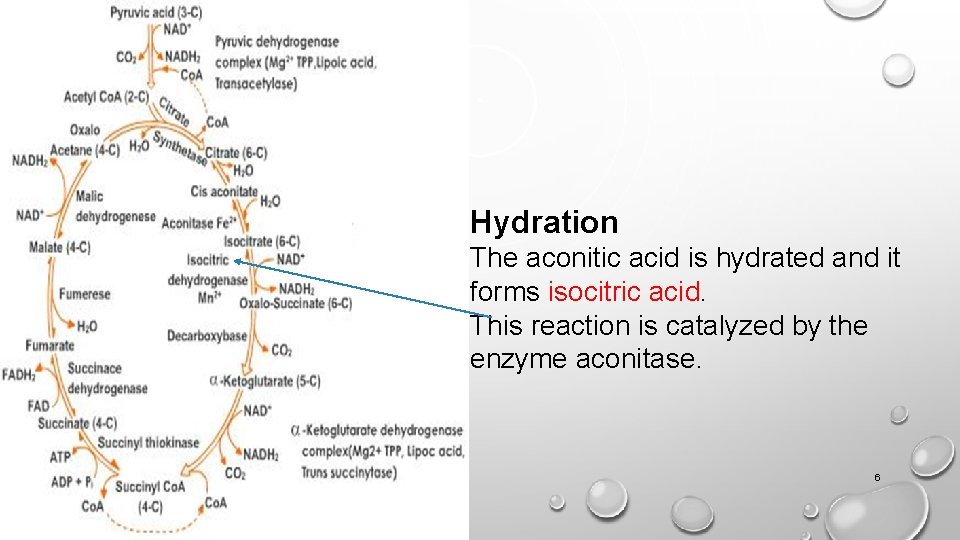 Hydration The aconitic acid is hydrated and it forms isocitric acid. This reaction is