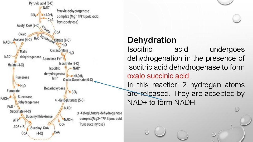 Dehydration Isocitric acid undergoes dehydrogenation in the presence of isocitric acid dehydrogenase to form