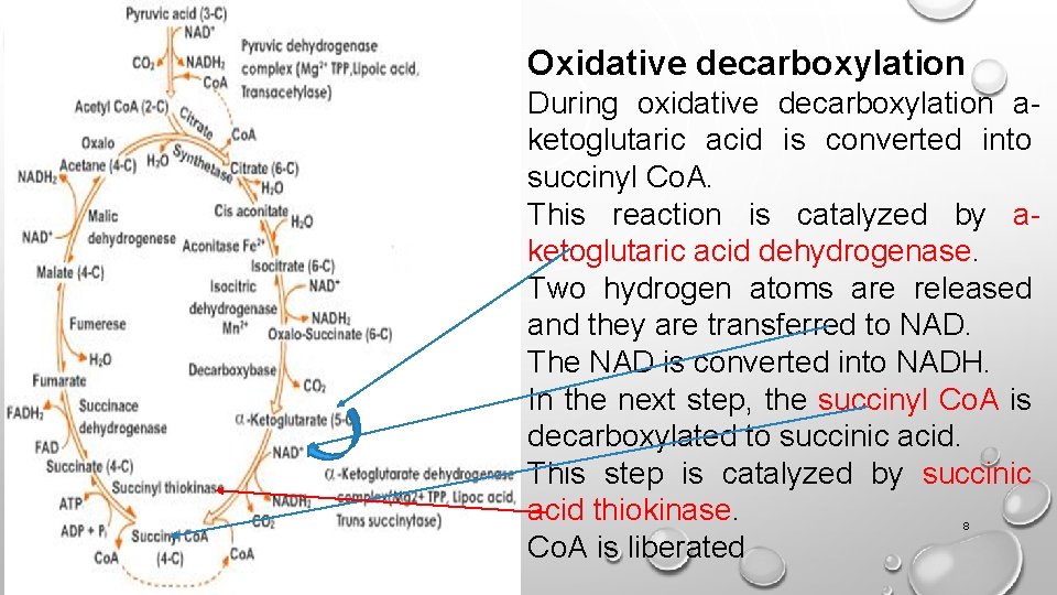 Oxidative decarboxylation During oxidative decarboxylation aketoglutaric acid is converted into succinyl Co. A. This