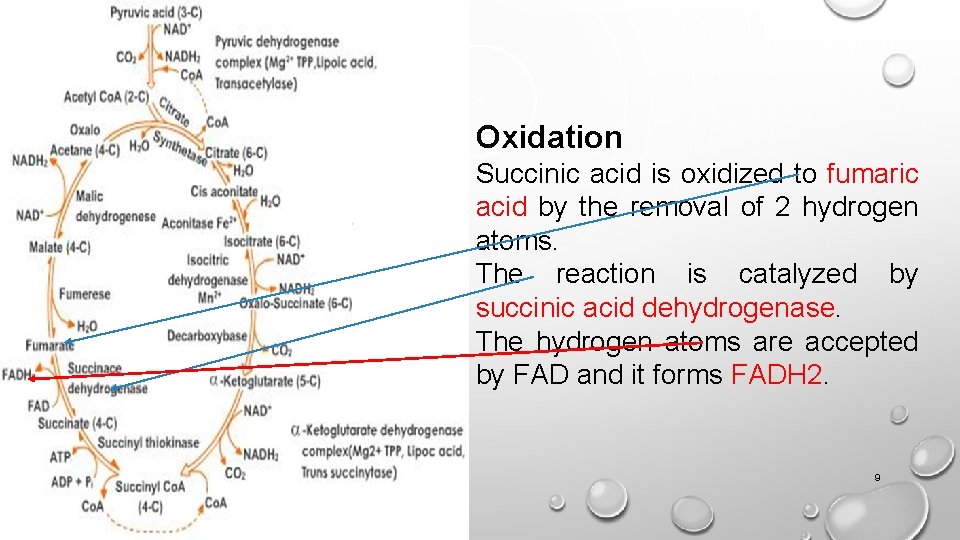 Oxidation Succinic acid is oxidized to fumaric acid by the removal of 2 hydrogen