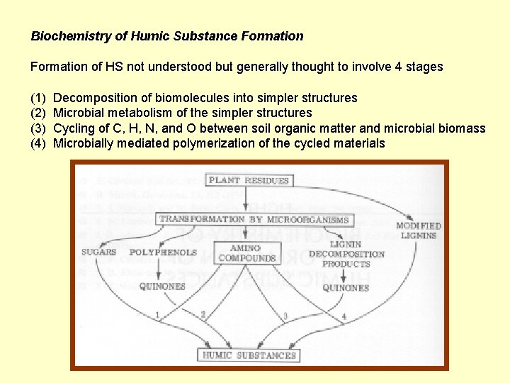 Biochemistry of Humic Substance Formation of HS not understood but generally thought to involve