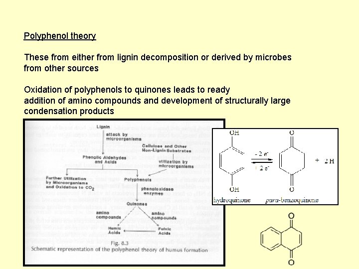 Polyphenol theory These from either from lignin decomposition or derived by microbes from other