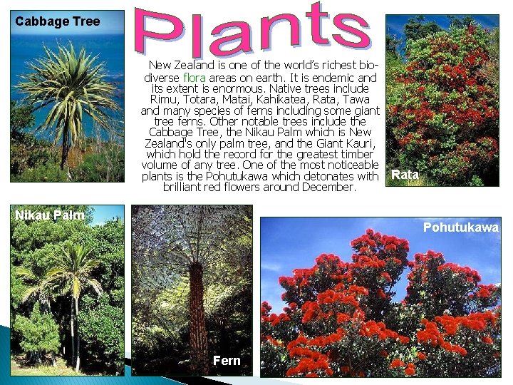 Cabbage Tree New Zealand is one of the world’s richest biodiverse flora areas on