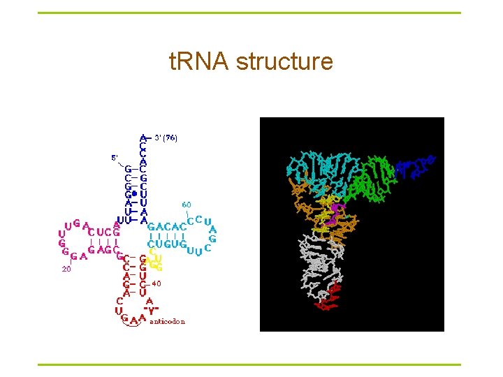 t. RNA structure 