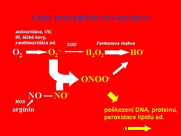 Vznik prooxidačních sloučenin autooxidace, UV, IR, těžké kovy, xanthinoxidáza ad. O 2·- SOD Fentonova