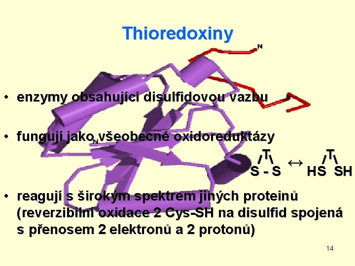 Thioredoxiny • enzymy obsahující disulfidovou vazbu • fungují jako všeobecné oxidoreduktázy T T ↔