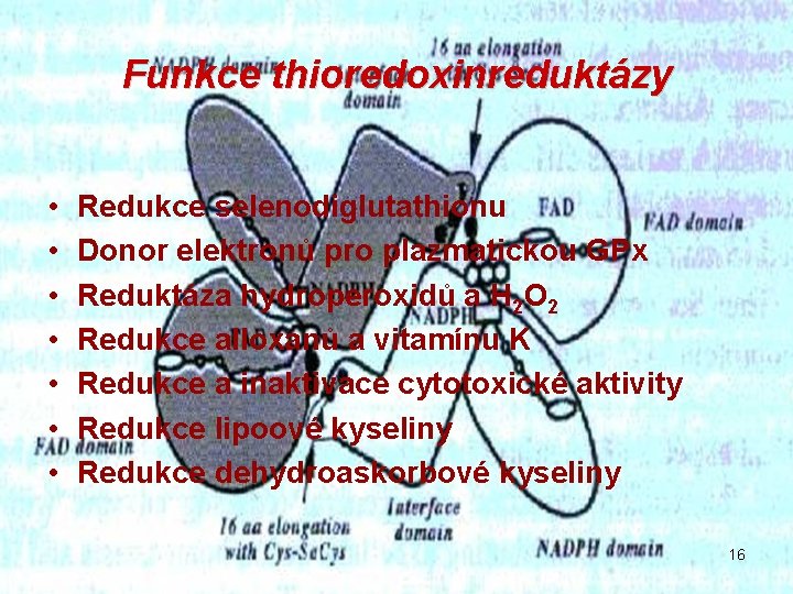 Funkce thioredoxinreduktázy • • Redukce selenodiglutathionu Donor elektronů pro plazmatickou GPx Reduktáza hydroperoxidů a