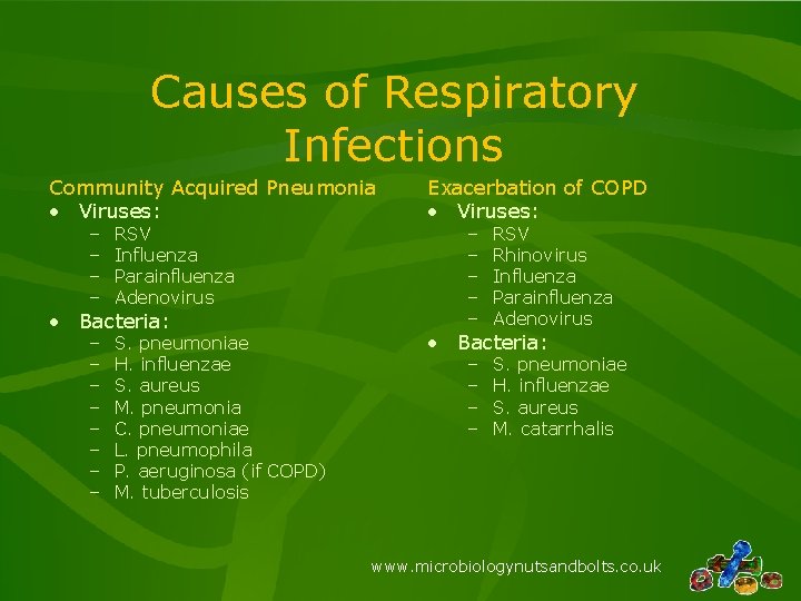 Causes of Respiratory Infections Community Acquired Pneumonia • Viruses: – – RSV Influenza Parainfluenza
