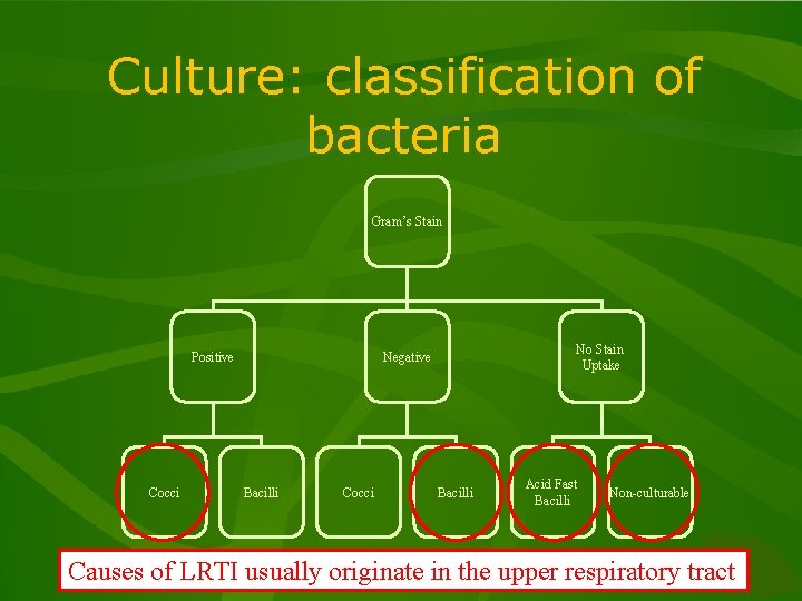 Culture: classification of bacteria Gram’s Stain Positive Cocci No Stain Uptake Negative Bacilli Cocci