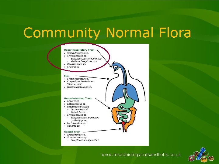 Community Normal Flora www. microbiologynutsandbolts. co. uk 