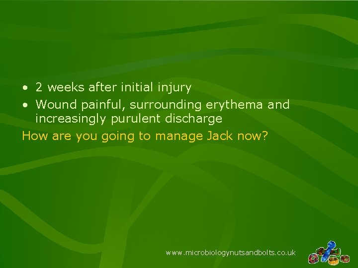  • 2 weeks after initial injury • Wound painful, surrounding erythema and increasingly