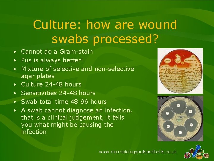 Culture: how are wound swabs processed? • Cannot do a Gram-stain • Pus is