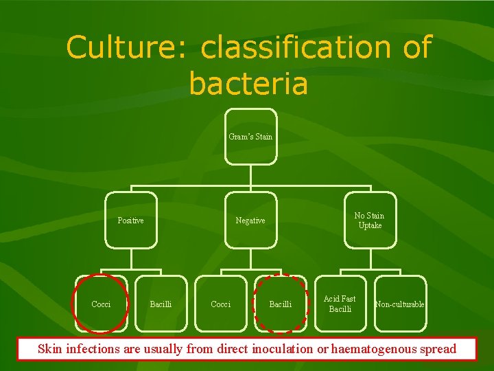 Culture: classification of bacteria Gram’s Stain Positive Cocci No Stain Uptake Negative Bacilli Cocci