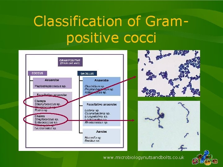 Classification of Grampositive cocci www. microbiologynutsandbolts. co. uk Classification of Grampositive cocci www. microbiologynutsandbolts. co. uk