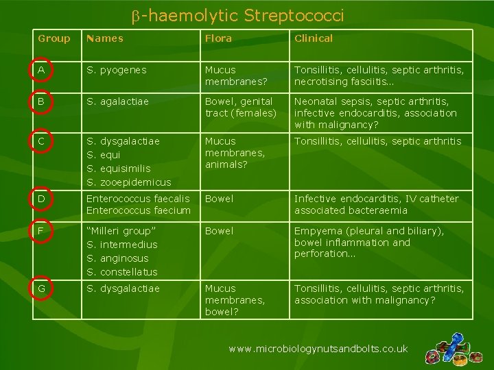 b-haemolytic Streptococci Group Names Flora Clinical A S. pyogenes Mucus membranes? Tonsillitis, cellulitis, septic