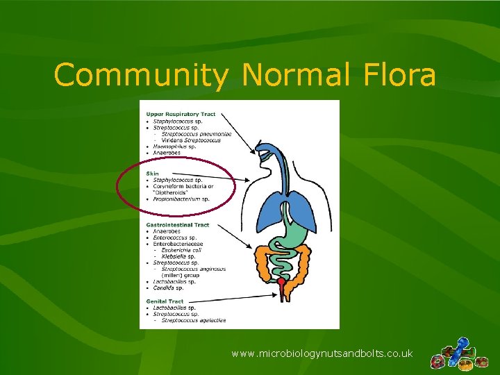 Community Normal Flora www. microbiologynutsandbolts. co. uk 